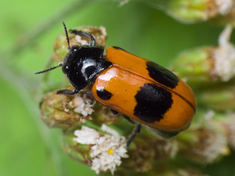 Clytra laeviuscula Ratzeburg, 1837